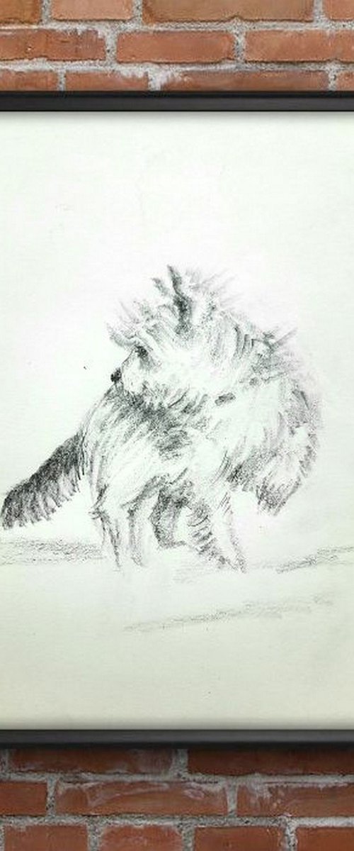 Yorkshire Terrier dog in Snow by Asha Shenoy