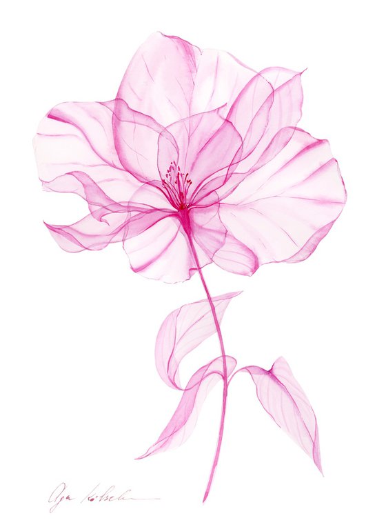 Fragile Blooms