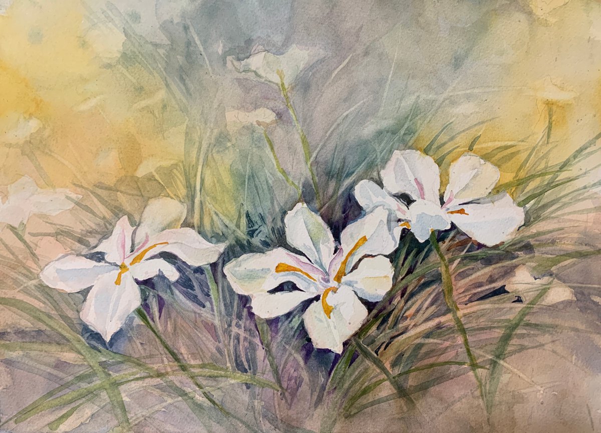 Impressionistic Botanical Watercolour By Yoshiko Murdick, 15 X 11", African Iris, Original Artwork