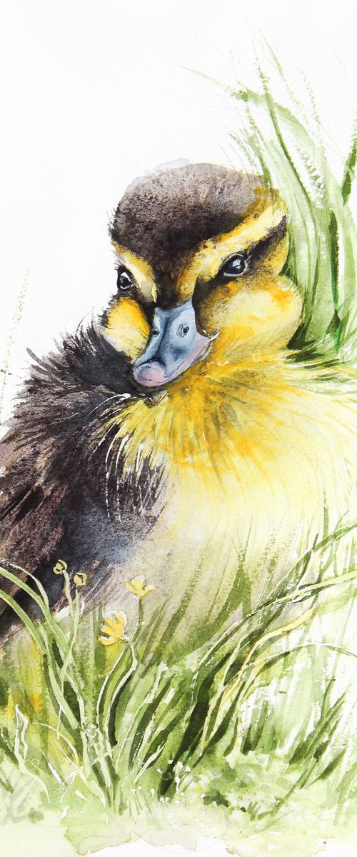 little mallard duck, wildlife, birds watercolours by Karolina Kijak