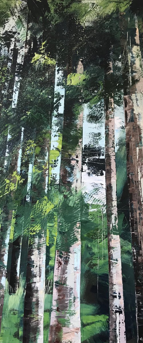 Shade in the Evergreens by Belinda Reynell