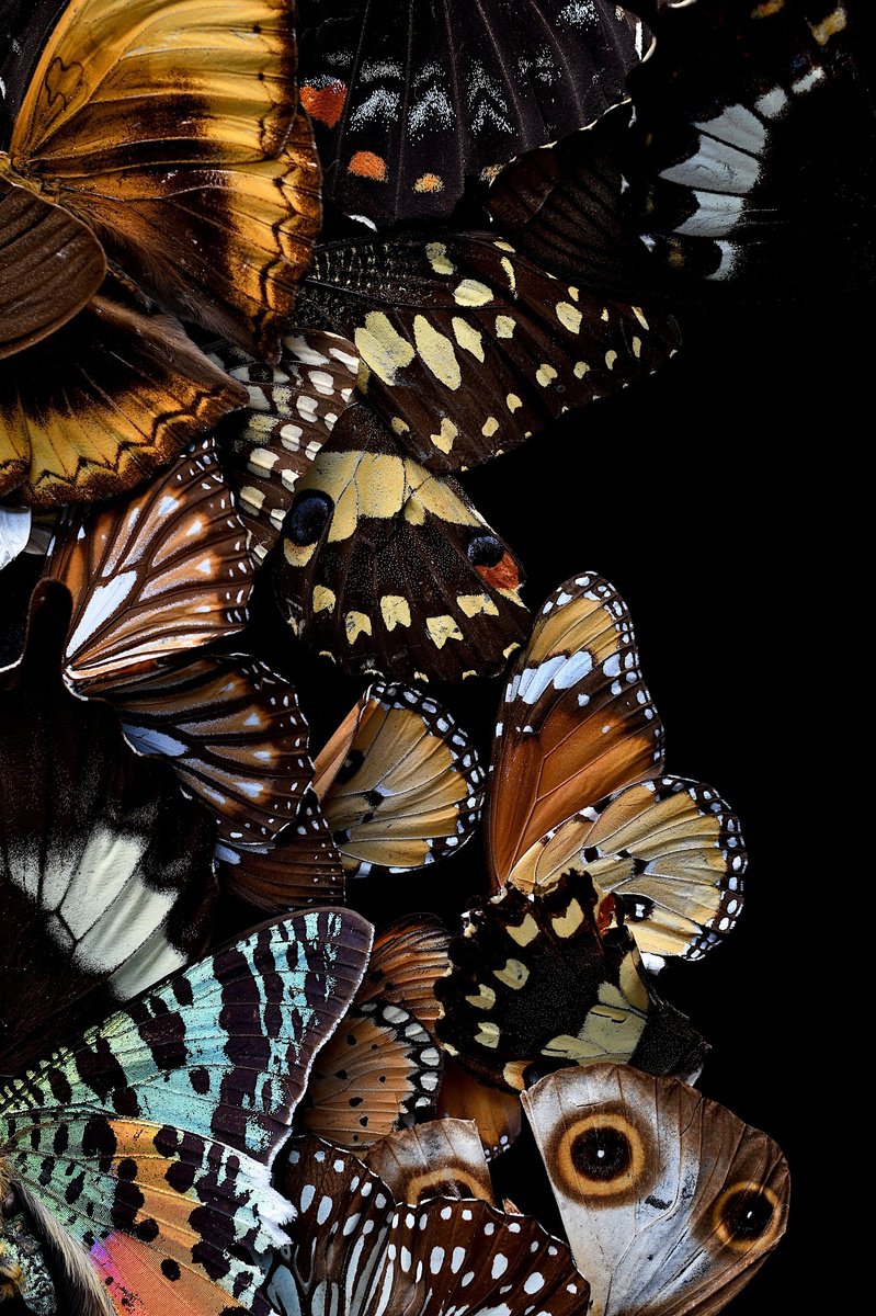 Photorealistic Animal Photograph By Nadia Culph, 24 X 35", The Butterfly Effect, Original Artwork