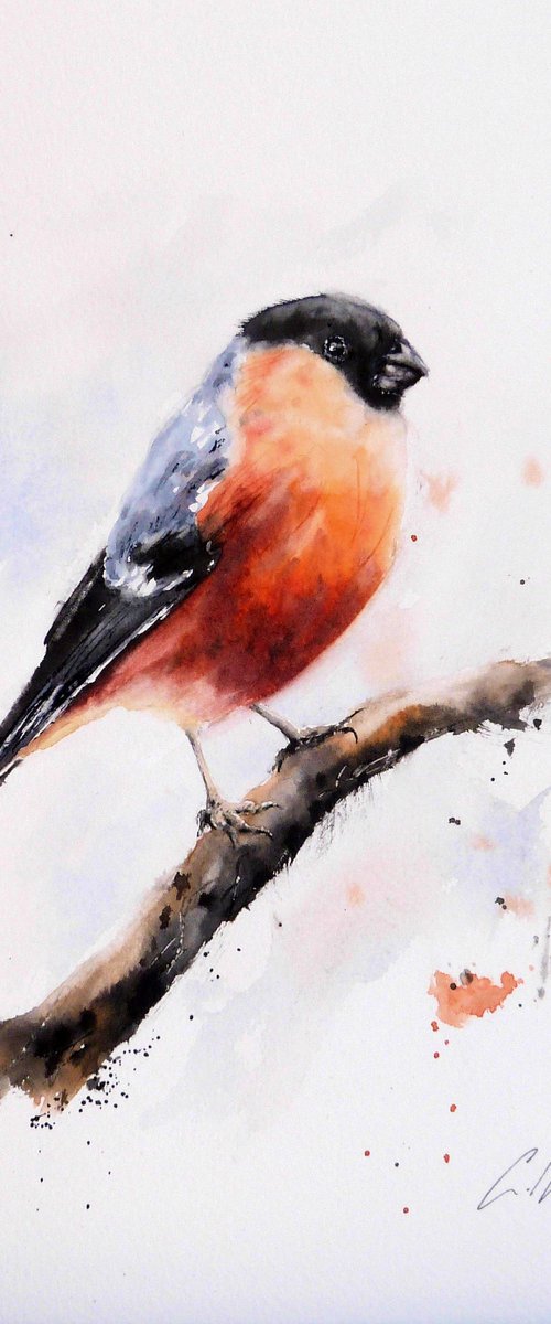 A Bullfinch. by Graham Kemp