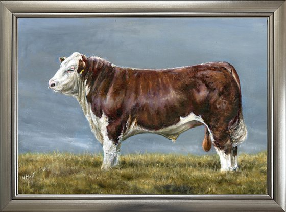 Hereford bull