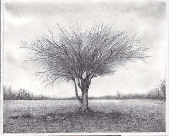 Mulga Desert Tree