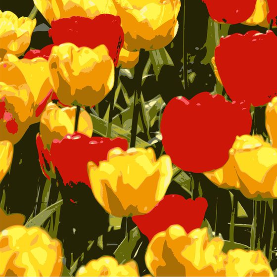 Red and yellow Tulips