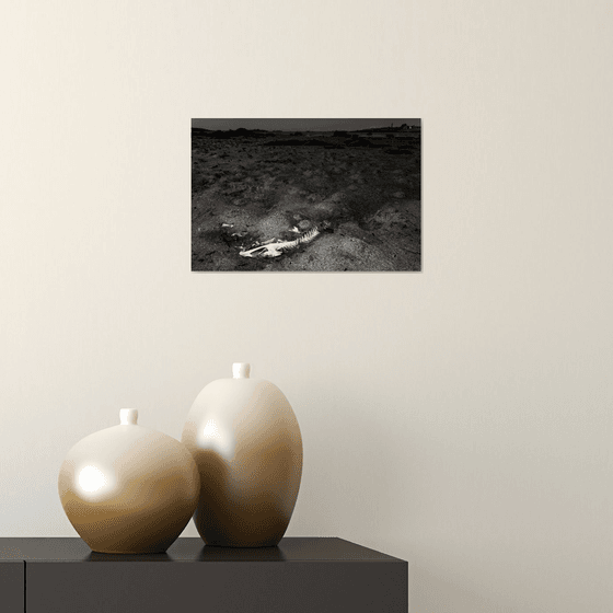 Art photography, Fish skeleton
