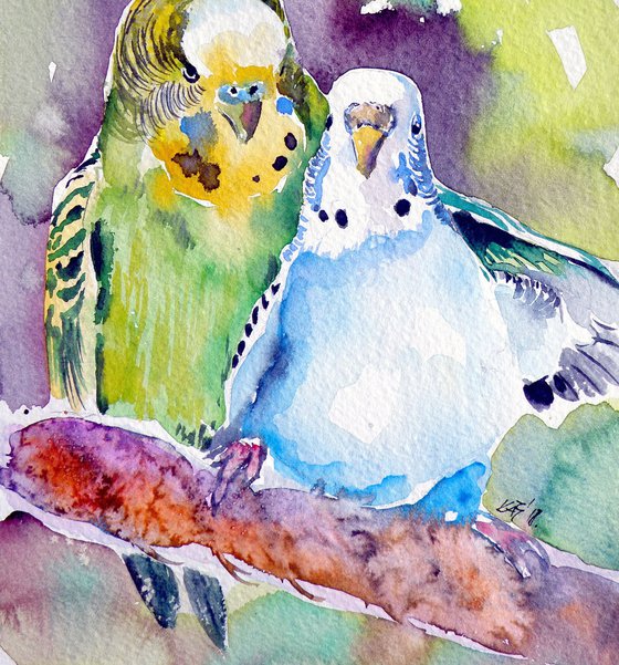 Cute parrots