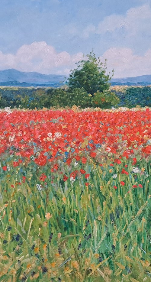 Field of poppies in Provence by Claudio Ciardi