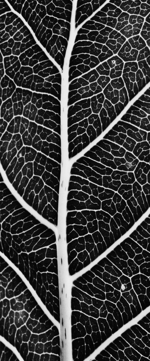 Leaf Veins XIV [Framed; also available unframed] by Charles Brabin