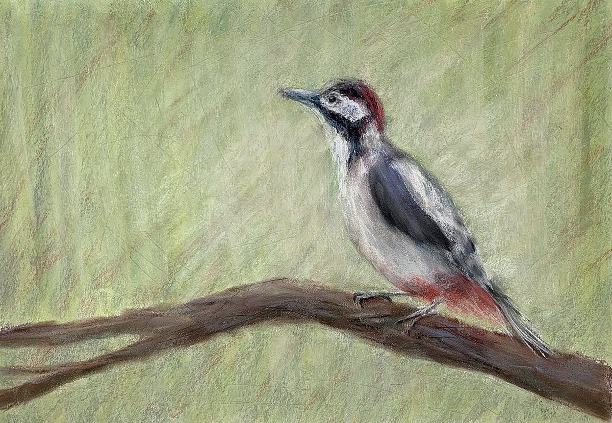 WOODPECKER- Pastel drawing on paper, original gift, art, bird , forest, green, brown color... by Tatsiana Ilyina