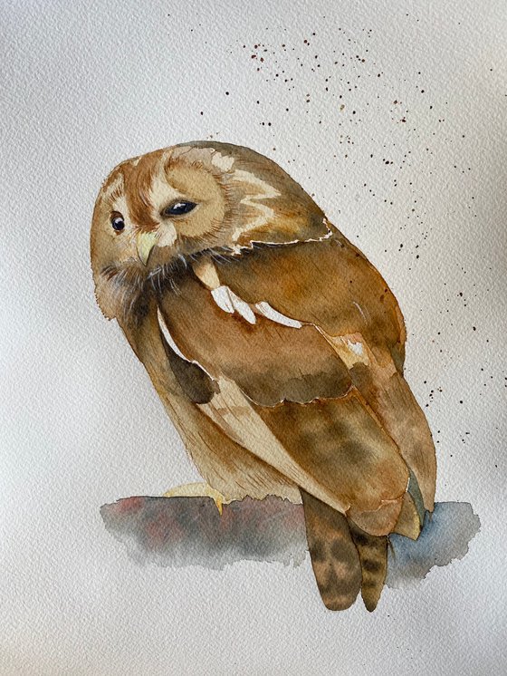 Tawny owl watercolour painting