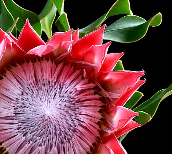 Pink King Protea