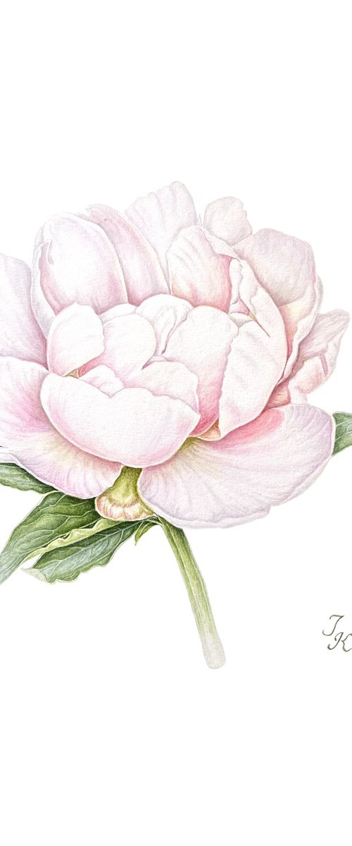 White peony by Tetiana Kovalova