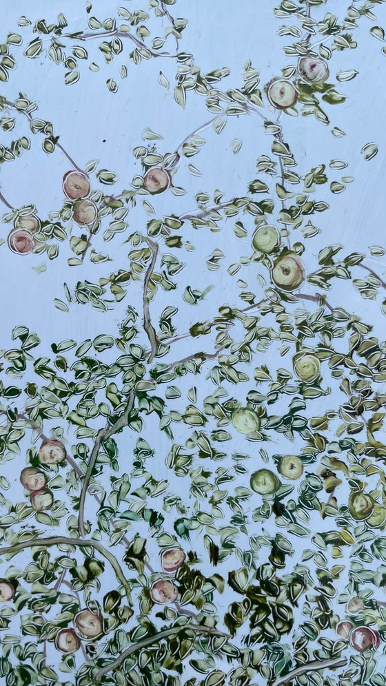 Apple trees and blue sky