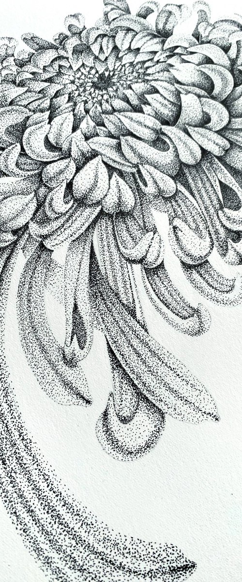 Chrysanthemum flower by Tina Shyfruk