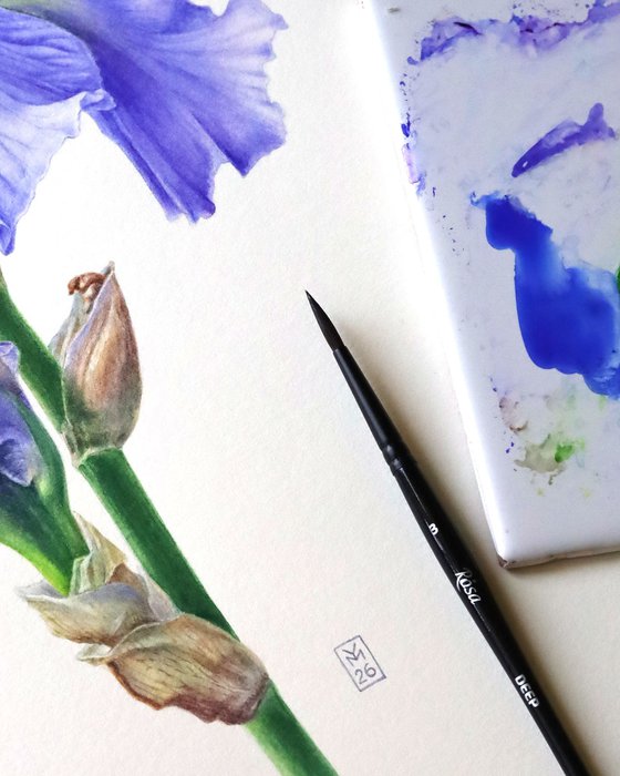 Blue Iris Side View