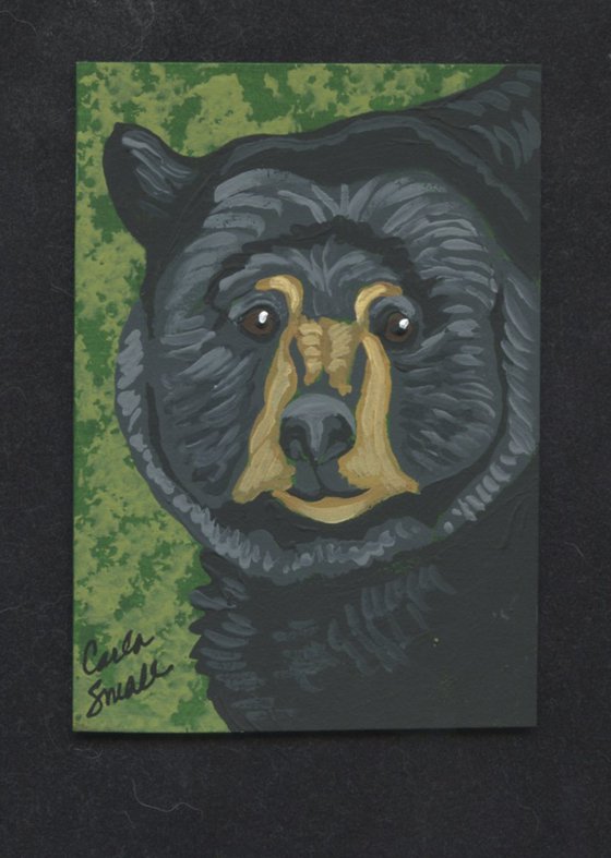 Black Bear