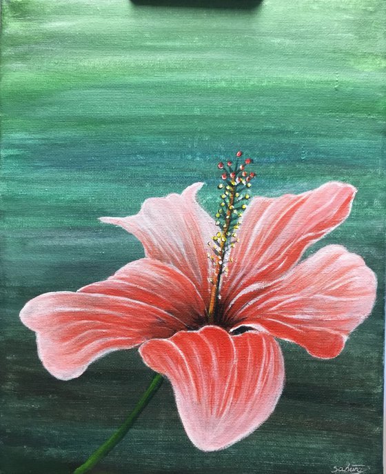 Amaryllis