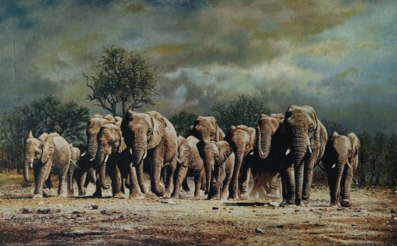 Whild Elephants 1