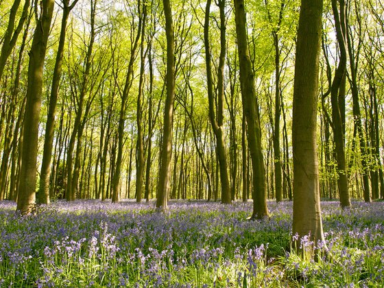 Bluebells of Micheldever Wood