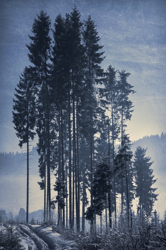 Pine-trees.