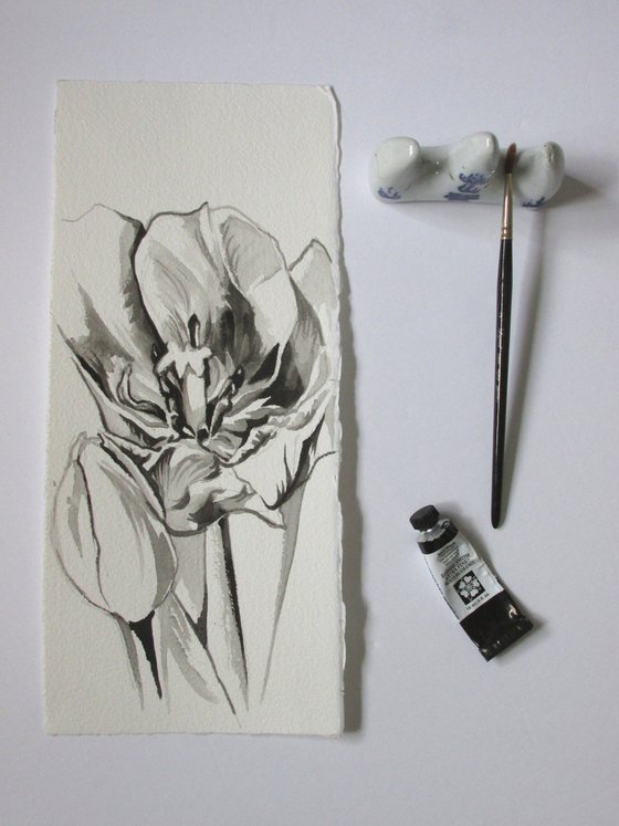 tulip watercolor drawing