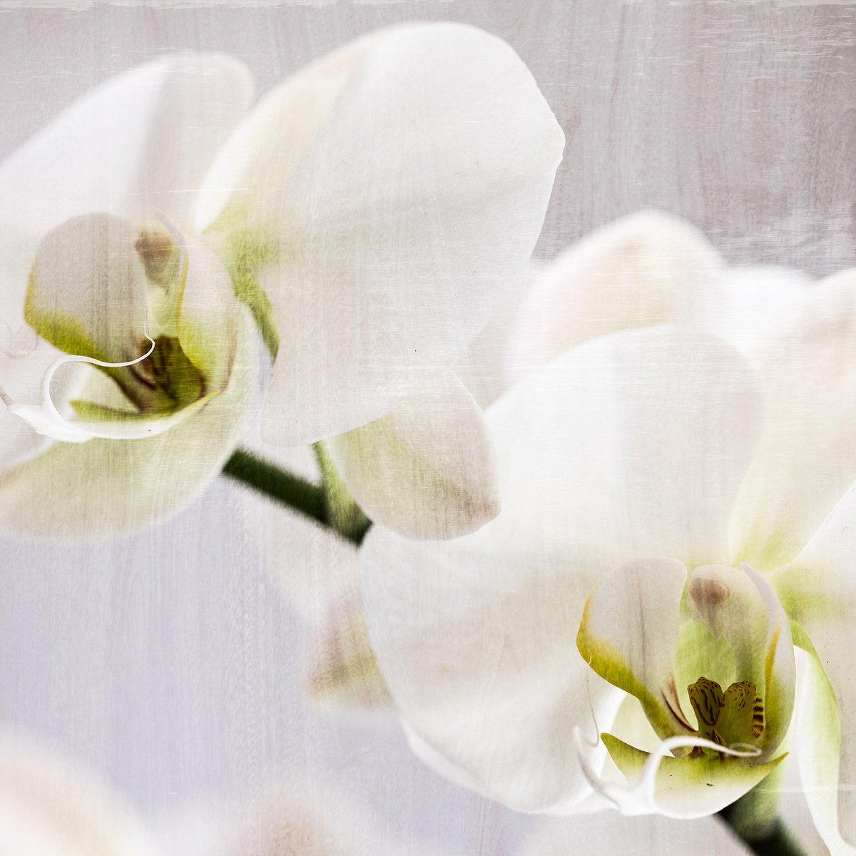 Abstract Botanical Photograph By Nick Psomiadis, 35 X 35", Eros, Original Artwork