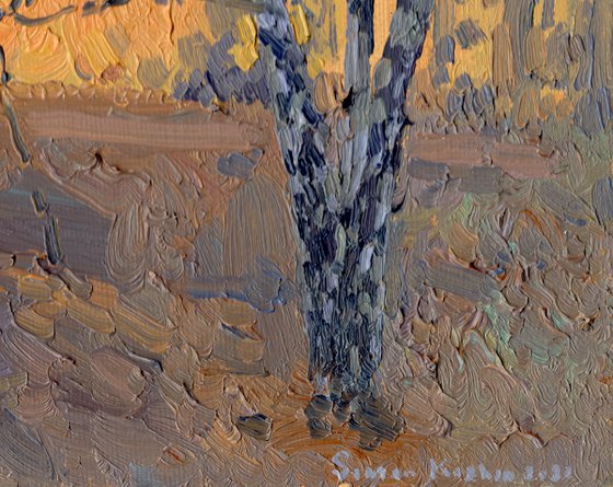 April. Birch sunset