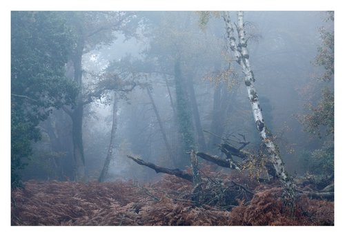 November Forest V by David Baker