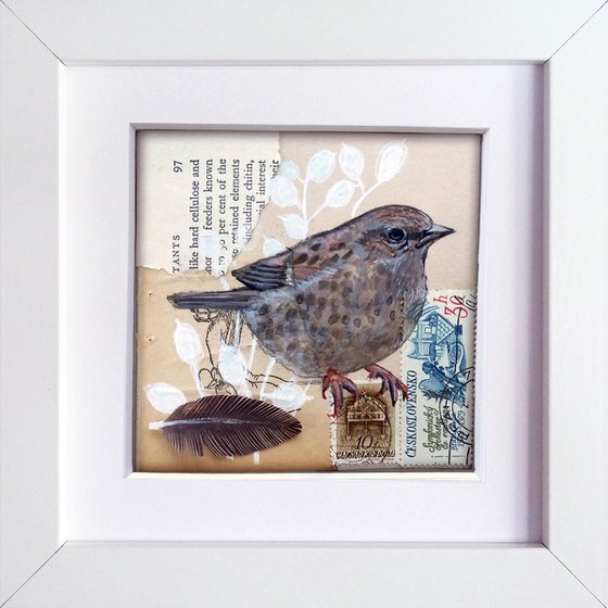 The Dunnock feather  (framed and ready to hang)
