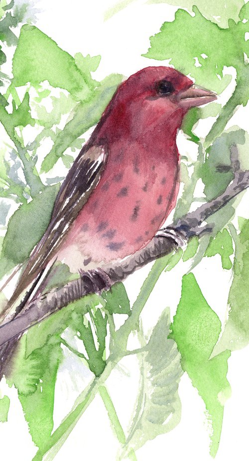House Finch Bird by Suren Nersisyan