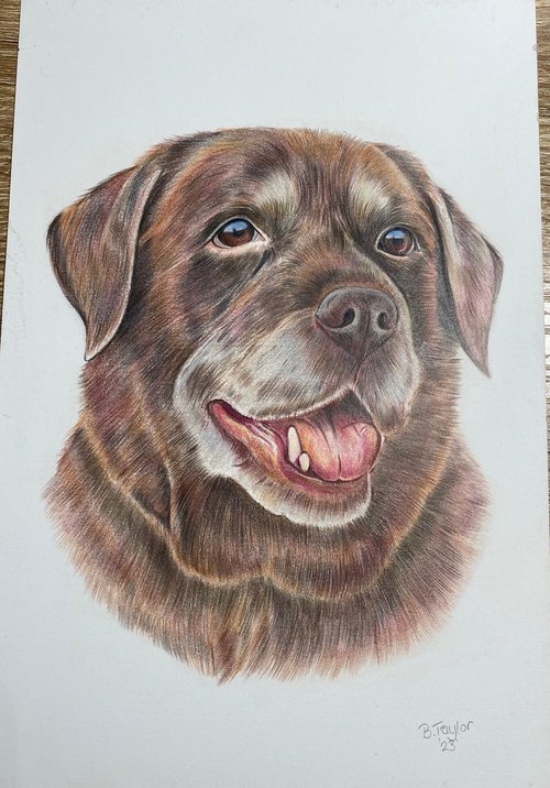 Chocolate Labrador colour pencil by Bethany Taylor