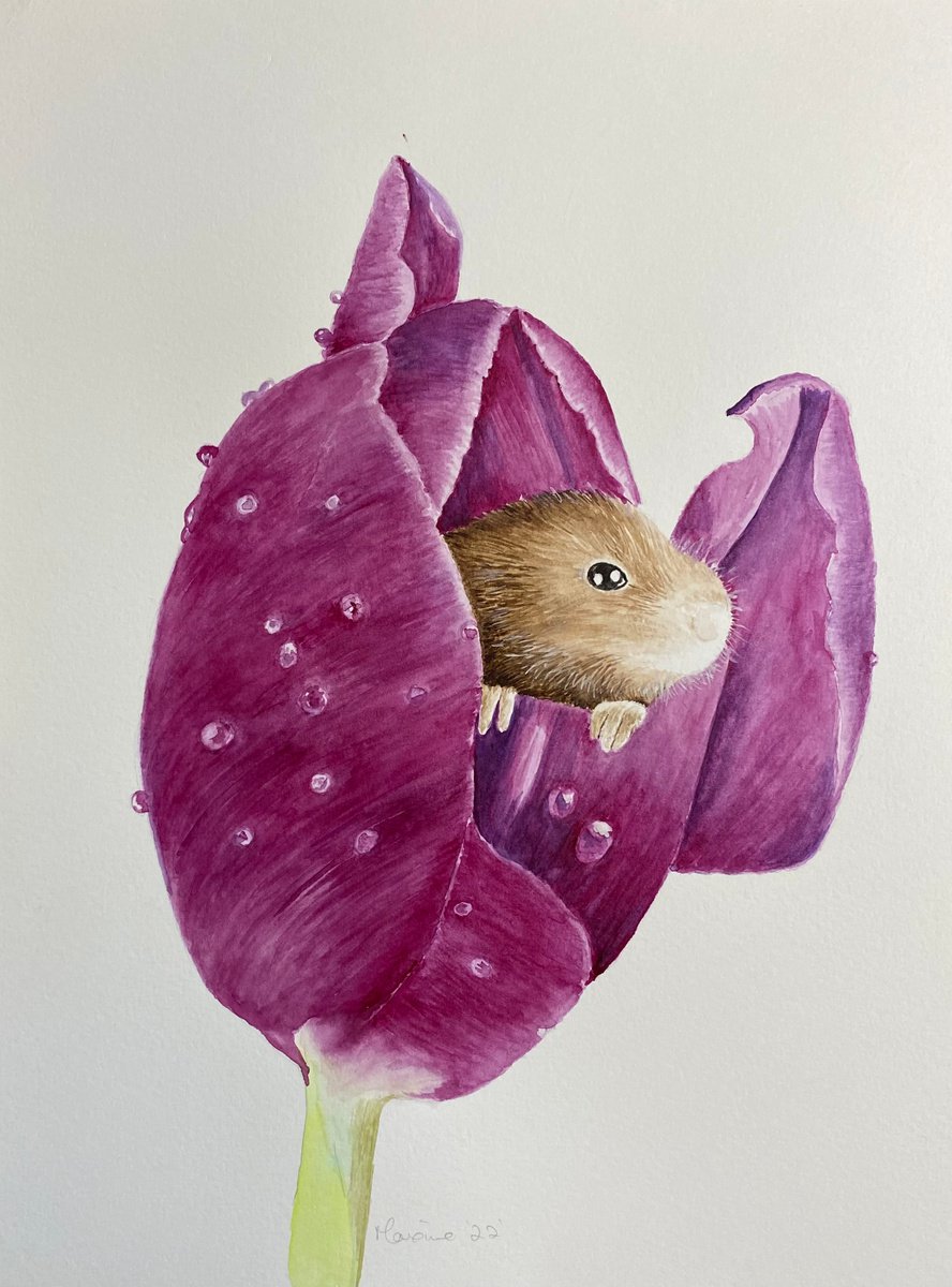 Harvest mouse in tulip by Maxine Taylor