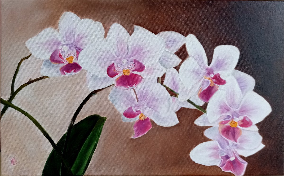 Lovely orchid by Ira Whittaker