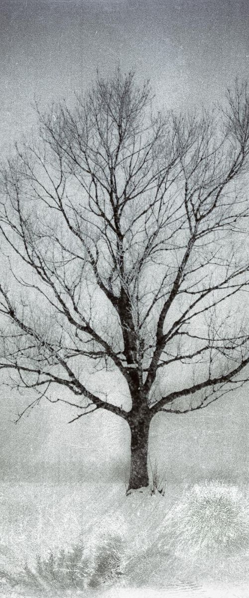 The Moon Tree by Lynne Douglas