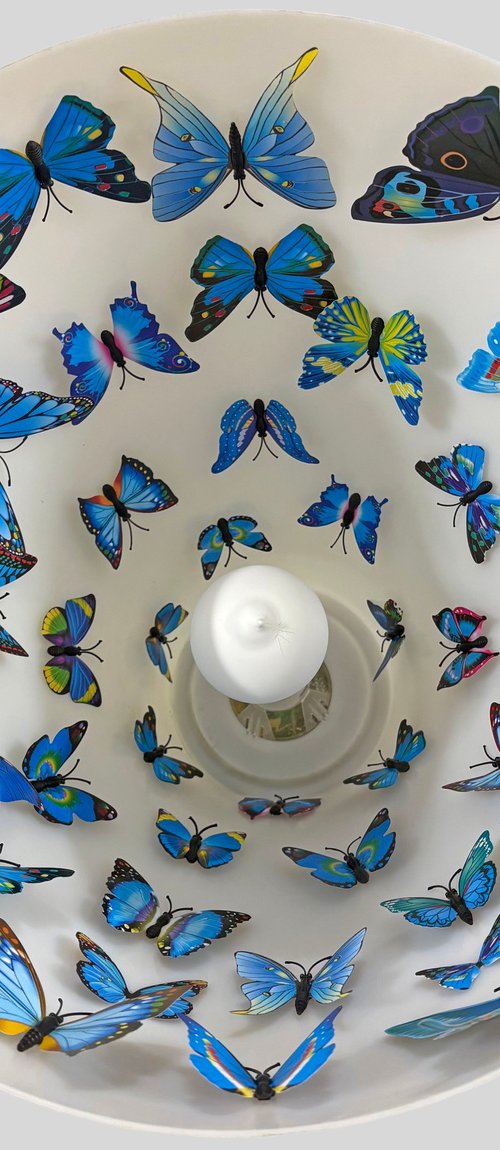 Butterfly roost by Sumit Mehndiratta