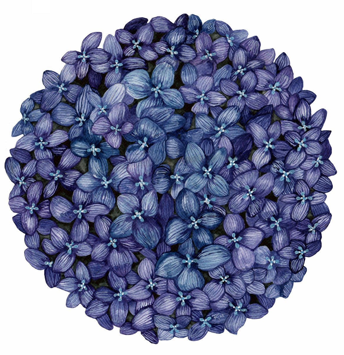 Illustrative Botanical Painting By Terri Smith, 16 X 16", Hydrangea Solo Blue, Original Artwork