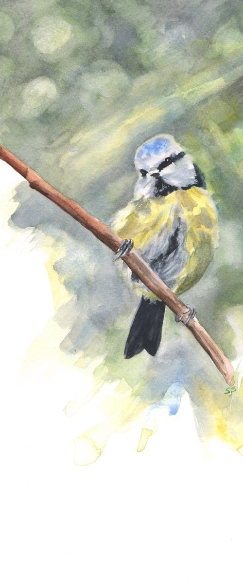 Blue Tit on Branch by Sarah Stowe
