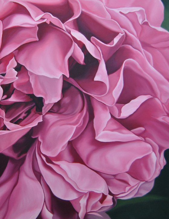 Pink peony