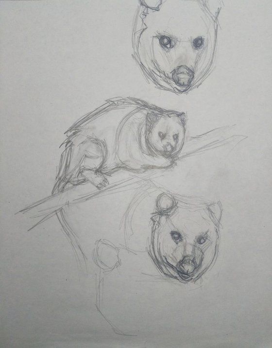 opossum sketch