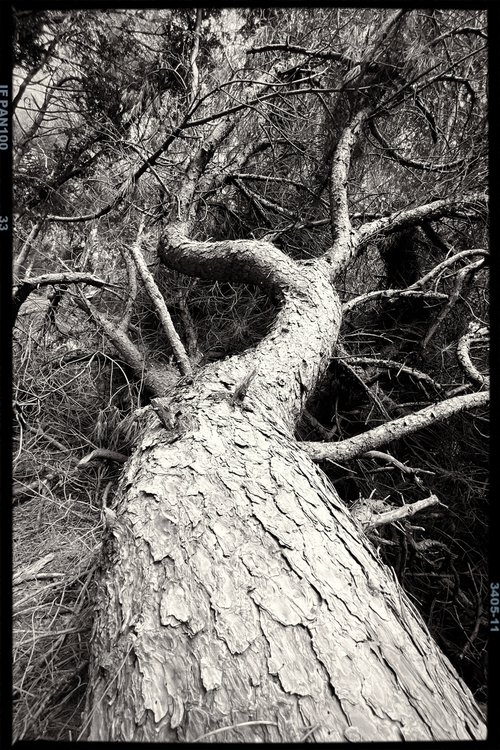 Ancient tree no.6 by Mattia Paoli