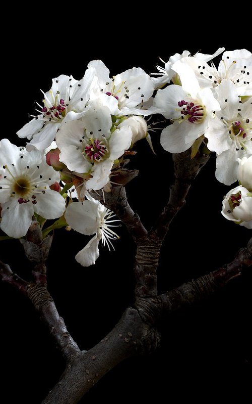 Nashi Pear Blossoms by Nadia Culph