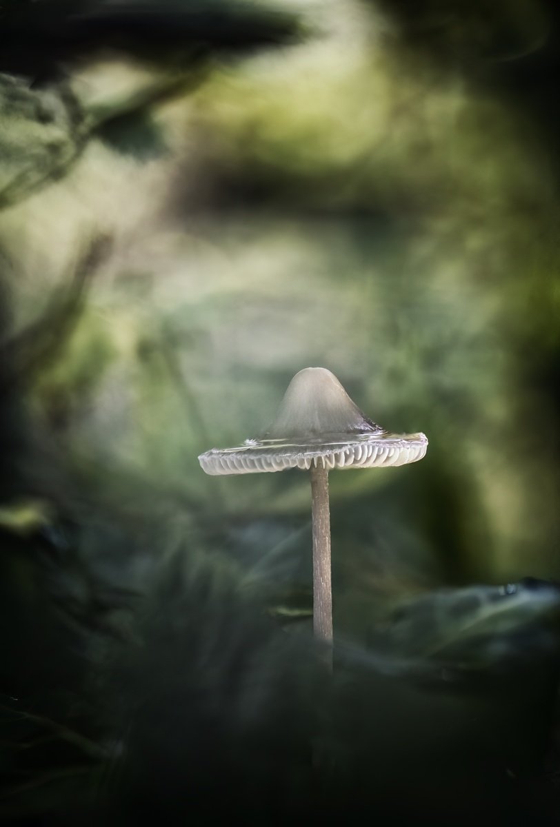 Botanical Photograph By Paul Nash, 16 X 24", Through The Undergrowth, Original Artwork