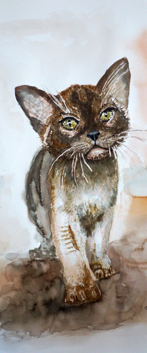 Chocolate Burmese Kitten by Yulia Schuster