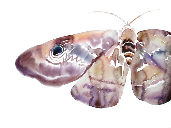 Moth Study No. 3