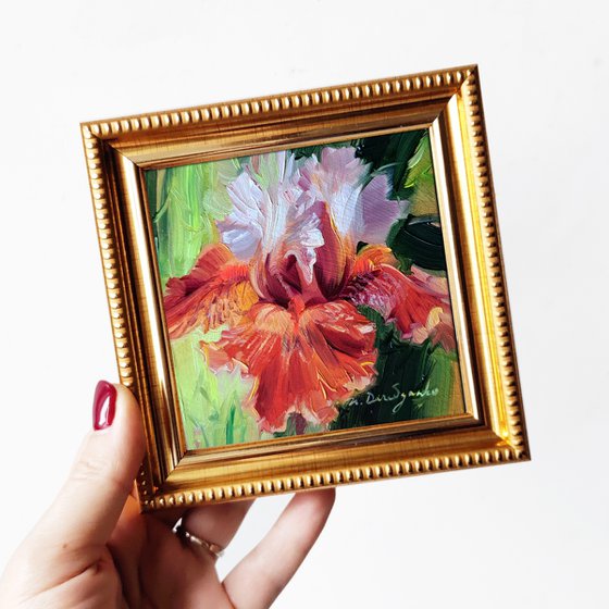 Iris redblooming