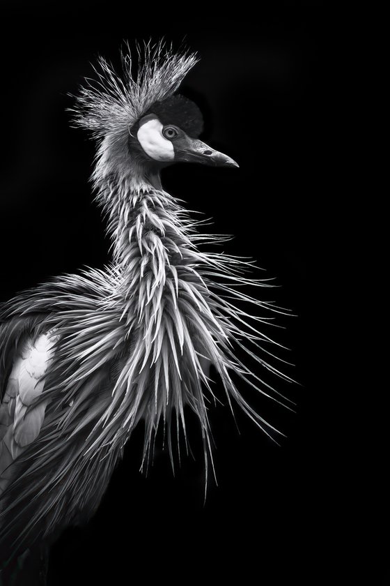 Crowned Crane