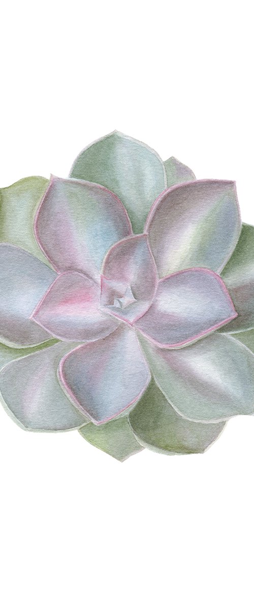 Echeveria rosa, Succulent plant by Maryna Vozniuk