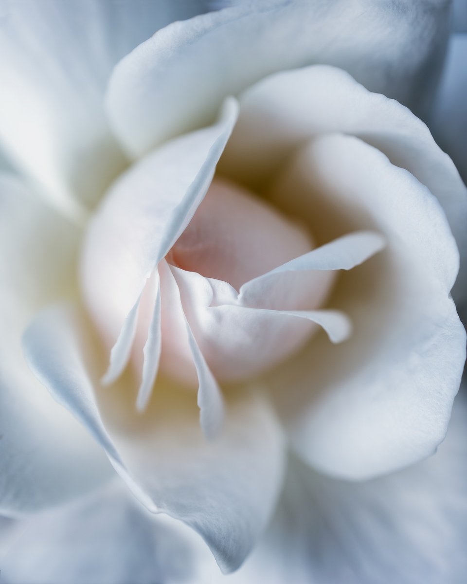 Impressionistic Botanical Photograph By Inna Etuvgi, 17 X 21, Exposing Tenderness, Original Artwork